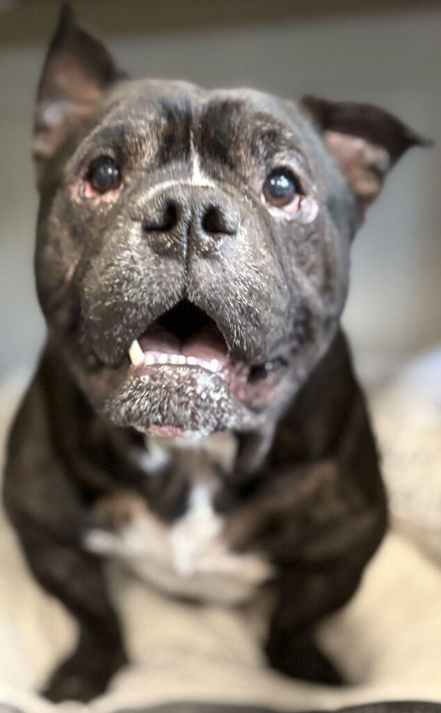 Enlarge Bubbas, a Adoptable Mixed Breed in Jackson, MI image 6/6