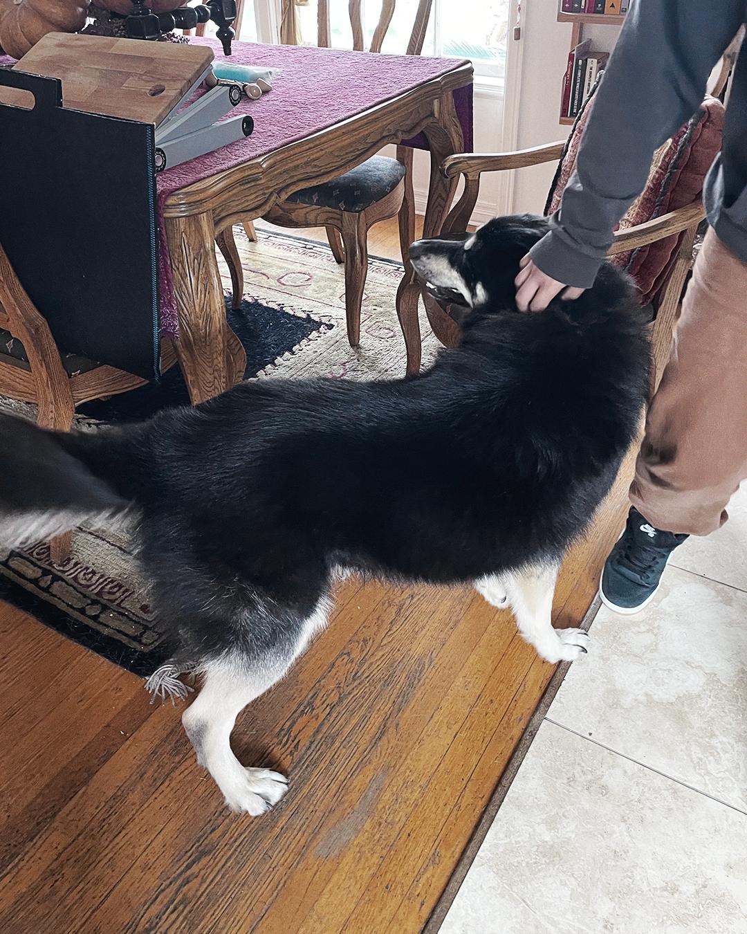 Enlarge Jake, a Adoptable mixed breed in Los Angeles, CA image 2/6