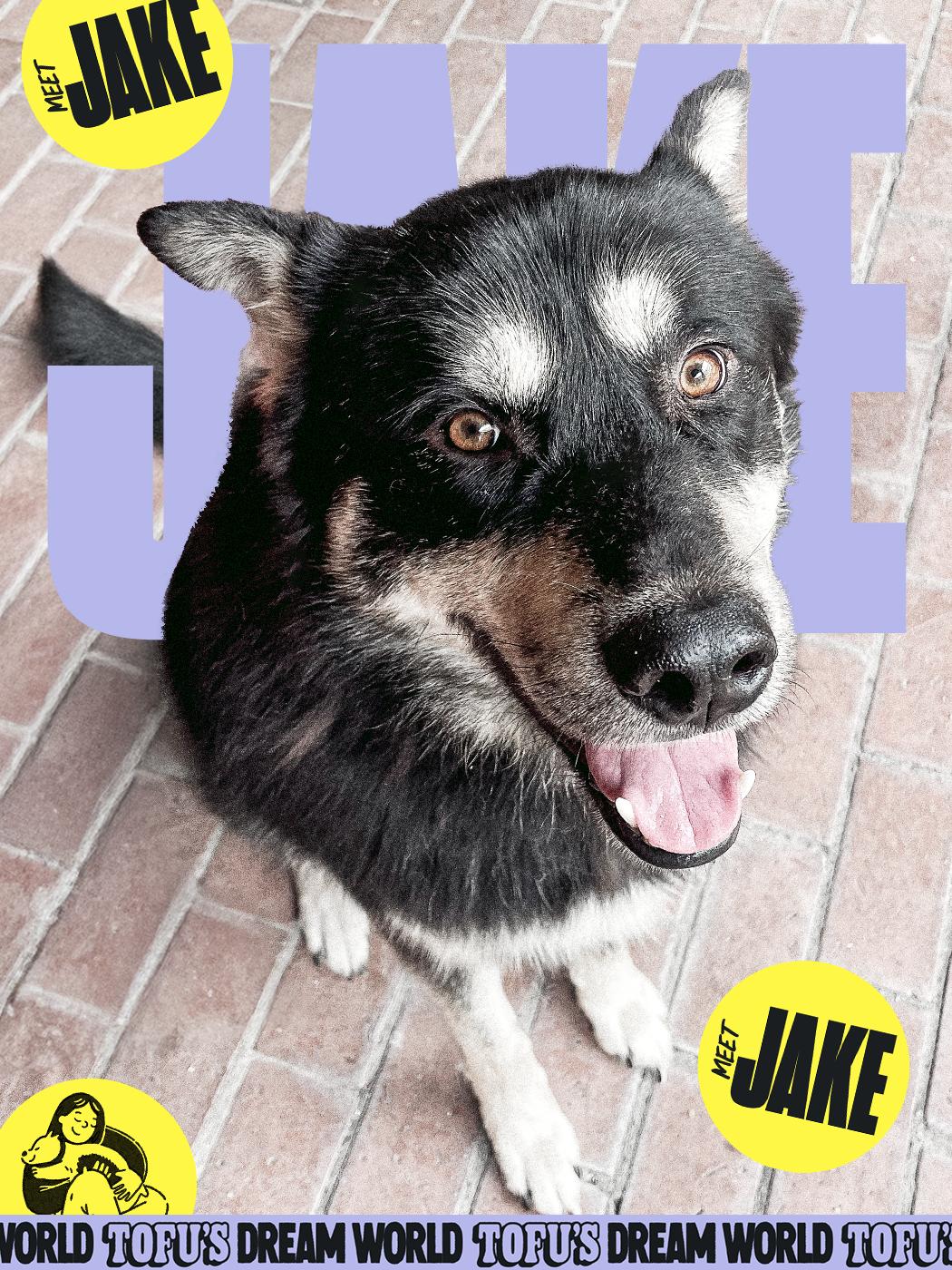 Enlarge Jake, a Adoptable mixed breed in Los Angeles, CA image 1/6