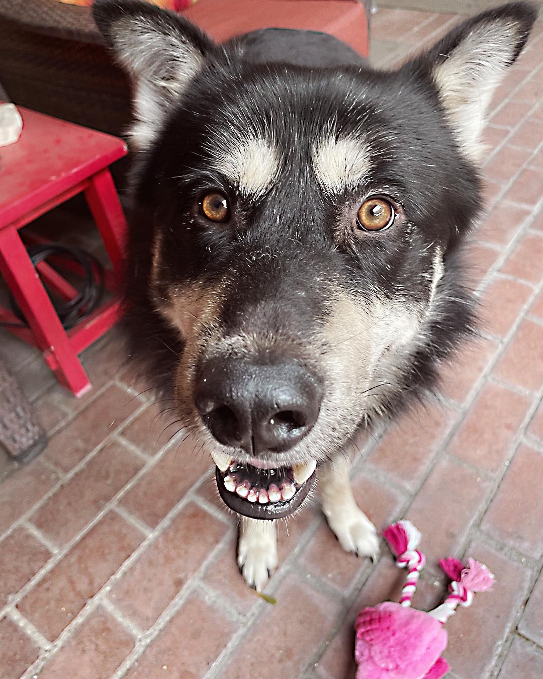 Enlarge Jake, a Adoptable mixed breed in Los Angeles, CA image 4/6