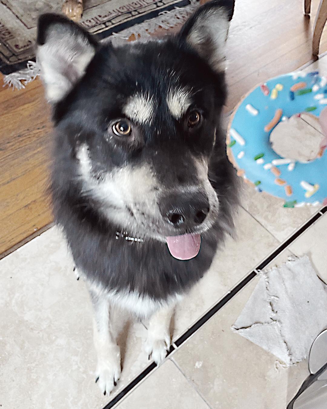 Enlarge Jake, a Adoptable mixed breed in Los Angeles, CA image 6/6