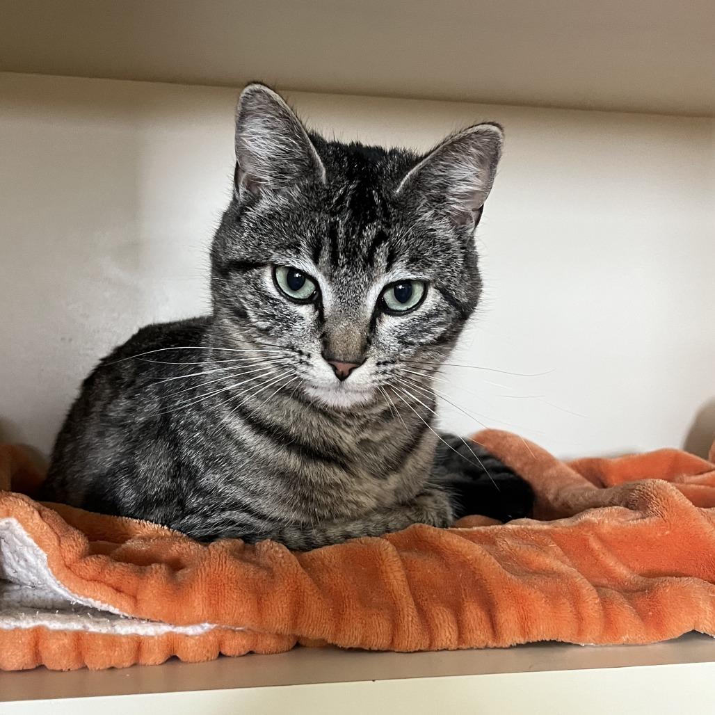 Enlarge Penelope, a Adoptable Domestic Short Hair in Idaho Falls, ID image 1/2