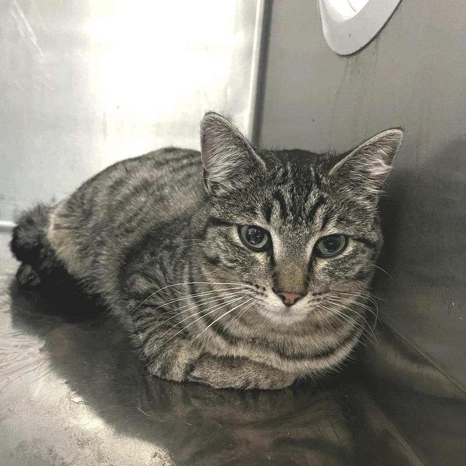Enlarge Penelope, a Adoptable Domestic Short Hair in Idaho Falls, ID image 2/2