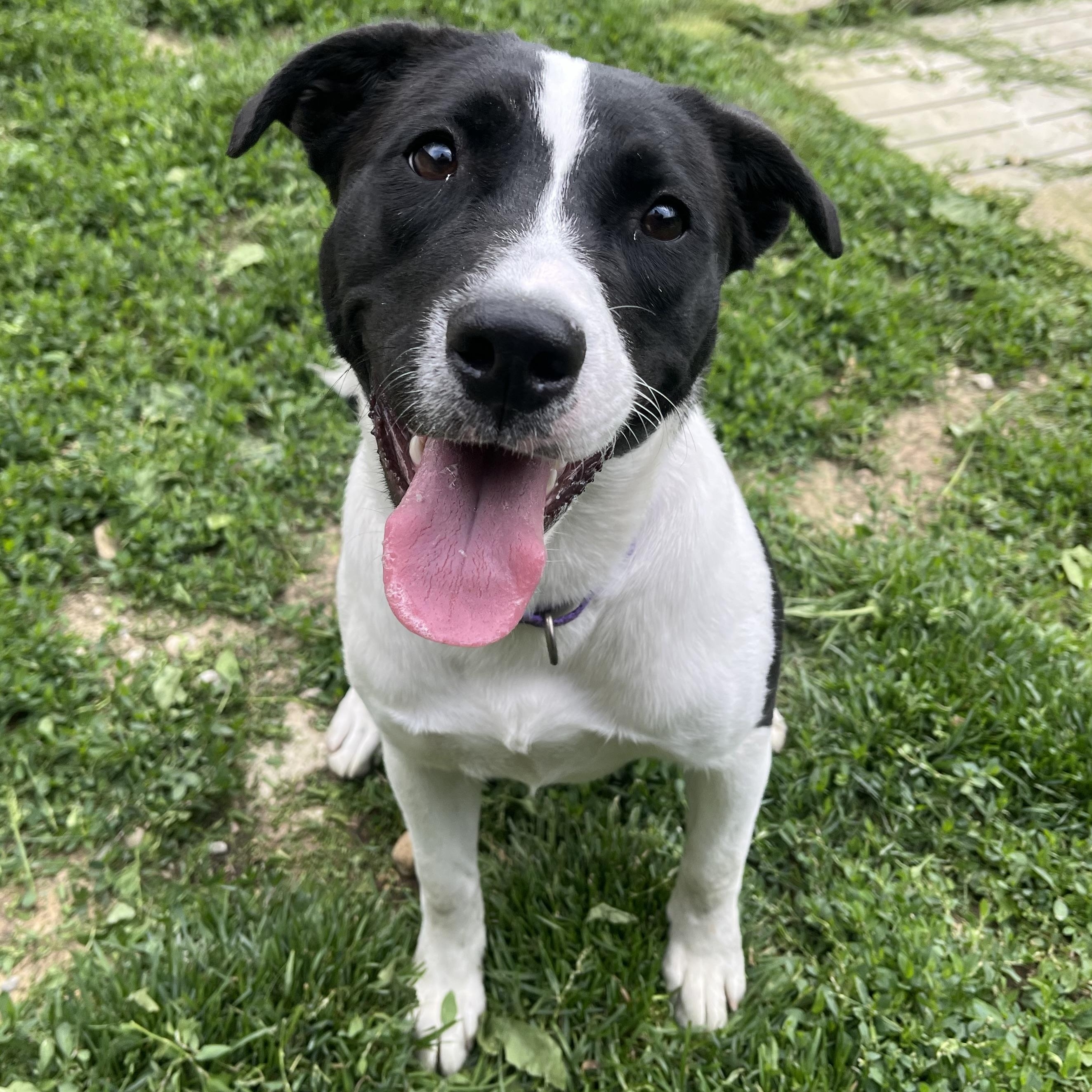 Thea, adoptable, Young Female Border Collie.