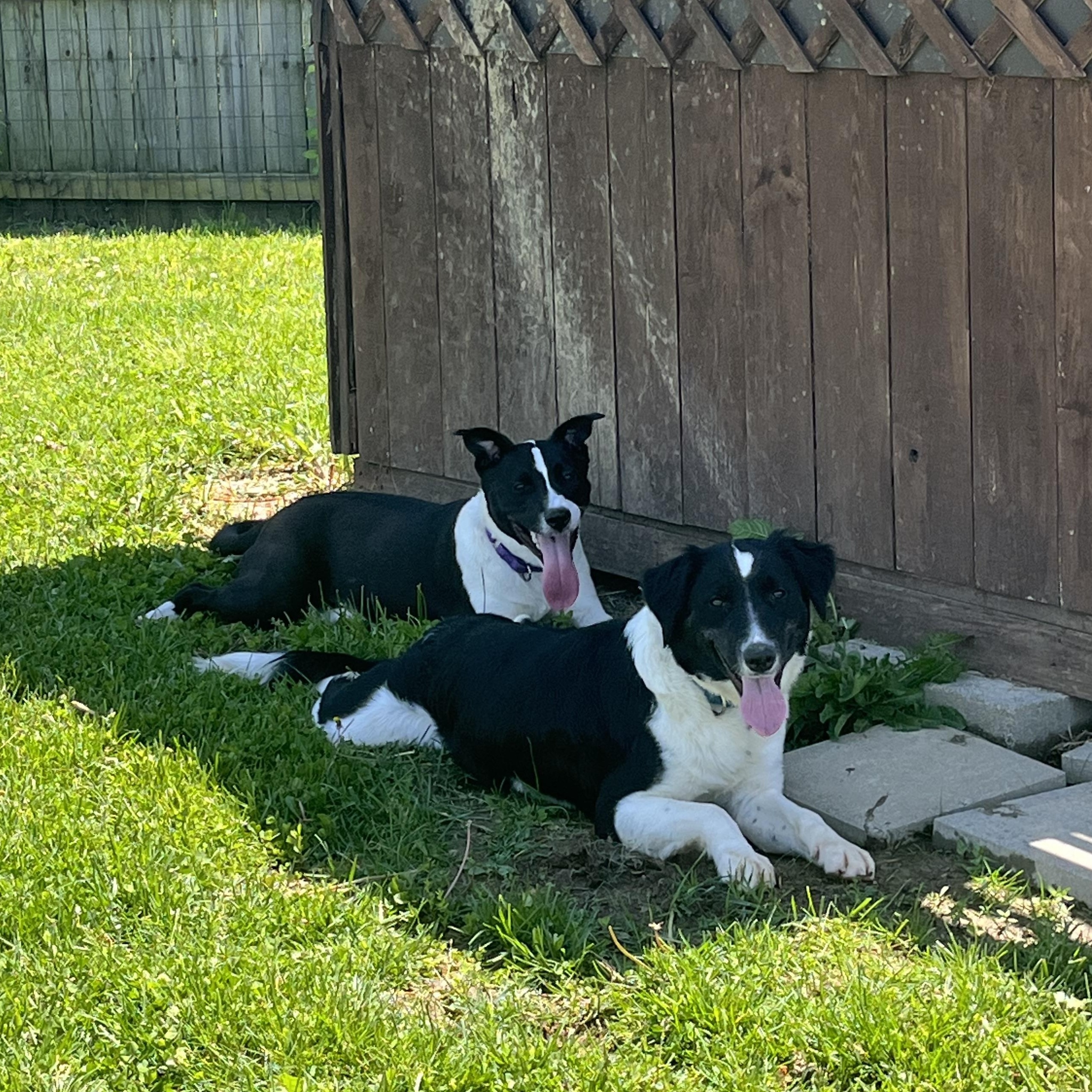 Enlarge Thea, a ADOPTABLE mixed breed in Monroe, OH image 2/6