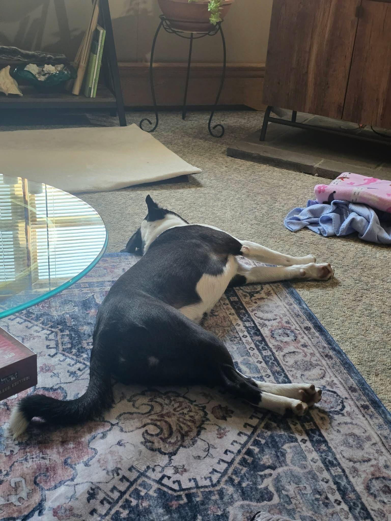 Enlarge Thea, a Adoptable mixed breed in Monroe, OH image 3/6