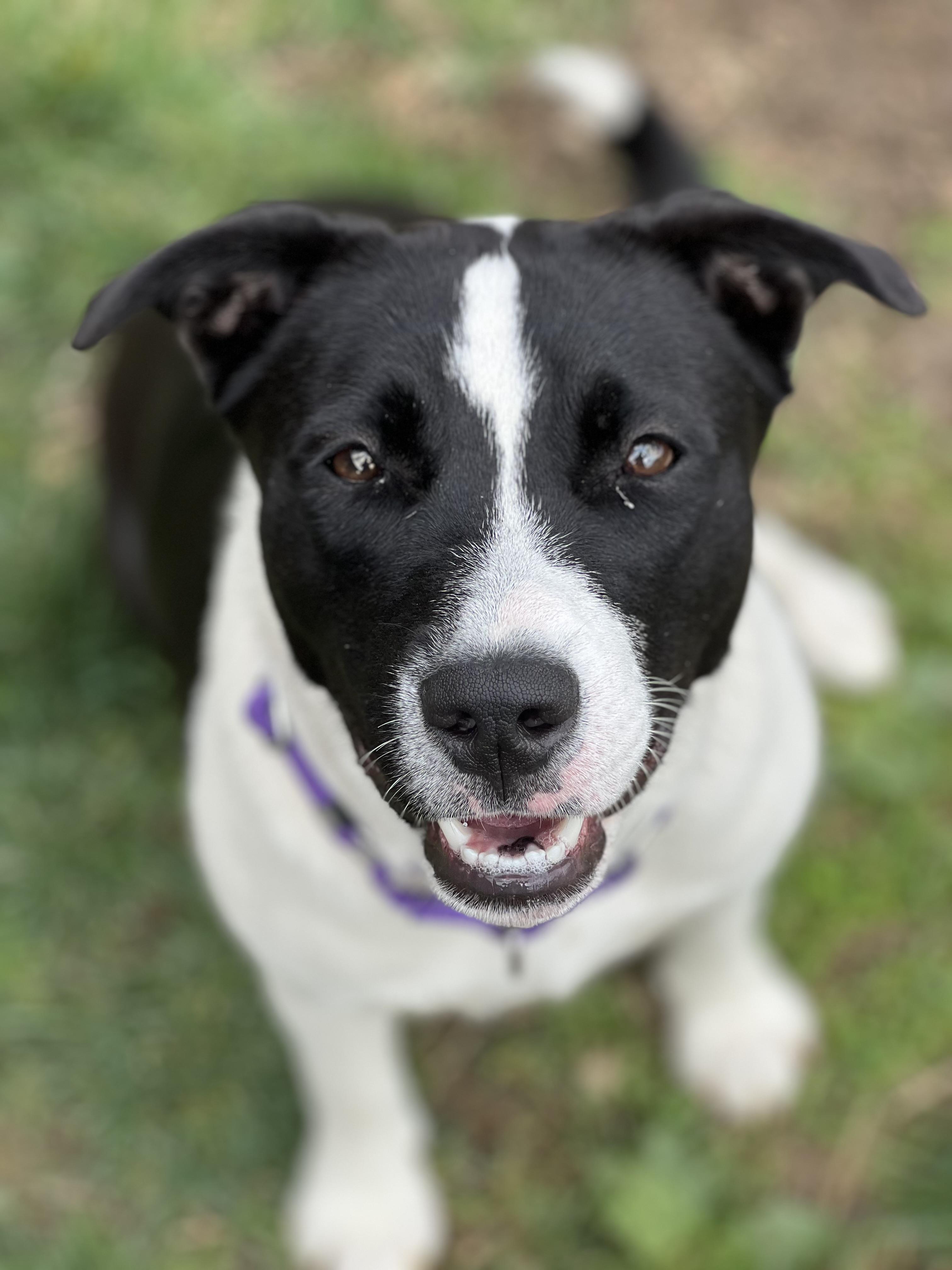 Enlarge Thea, a ADOPTABLE mixed breed in Monroe, OH image 1/3