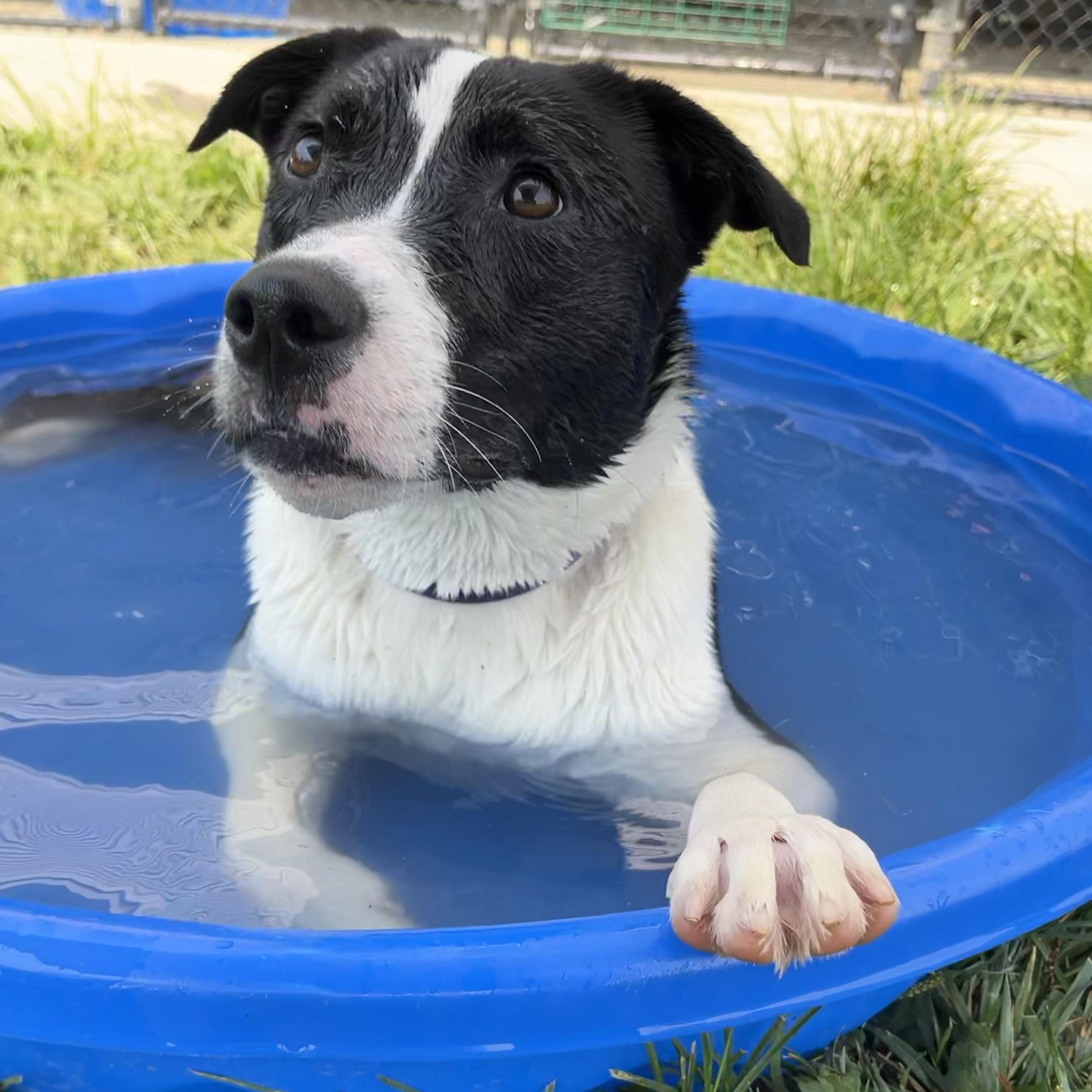 Thea, adoptable, Young Female Border Collie.