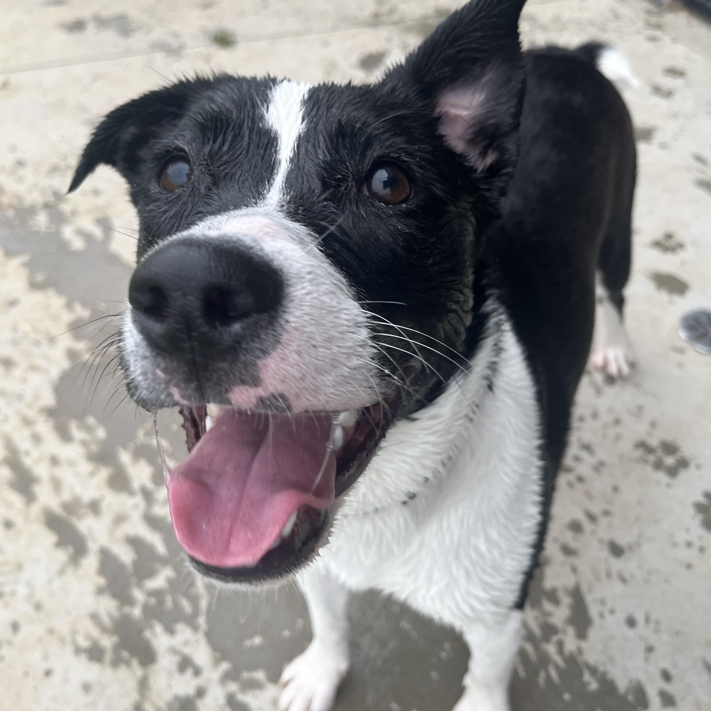 Enlarge Thea, a ADOPTABLE mixed breed in Monroe, OH image 6/6