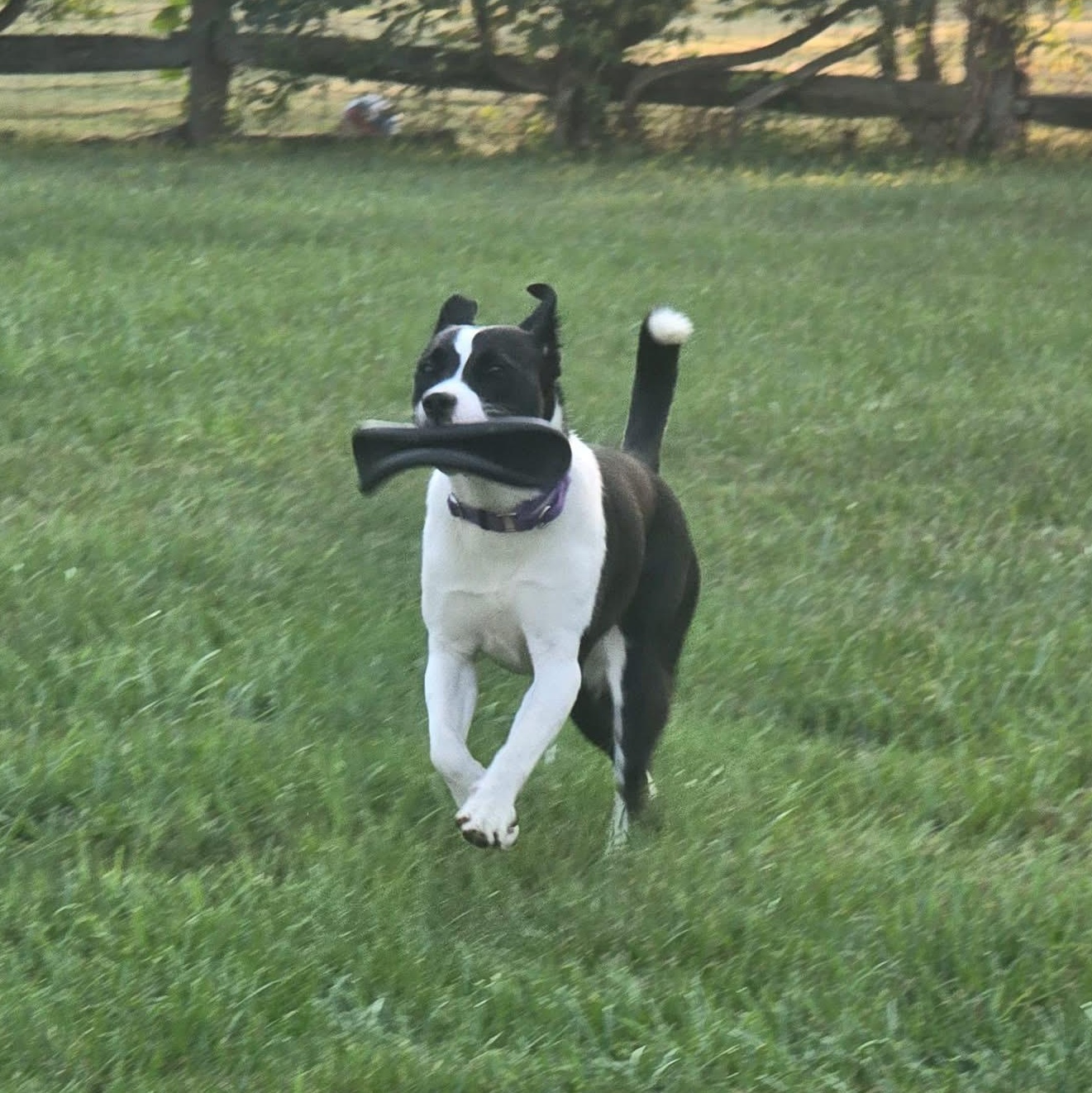 Enlarge Thea, a Adoptable mixed breed in Monroe, OH image 6/6