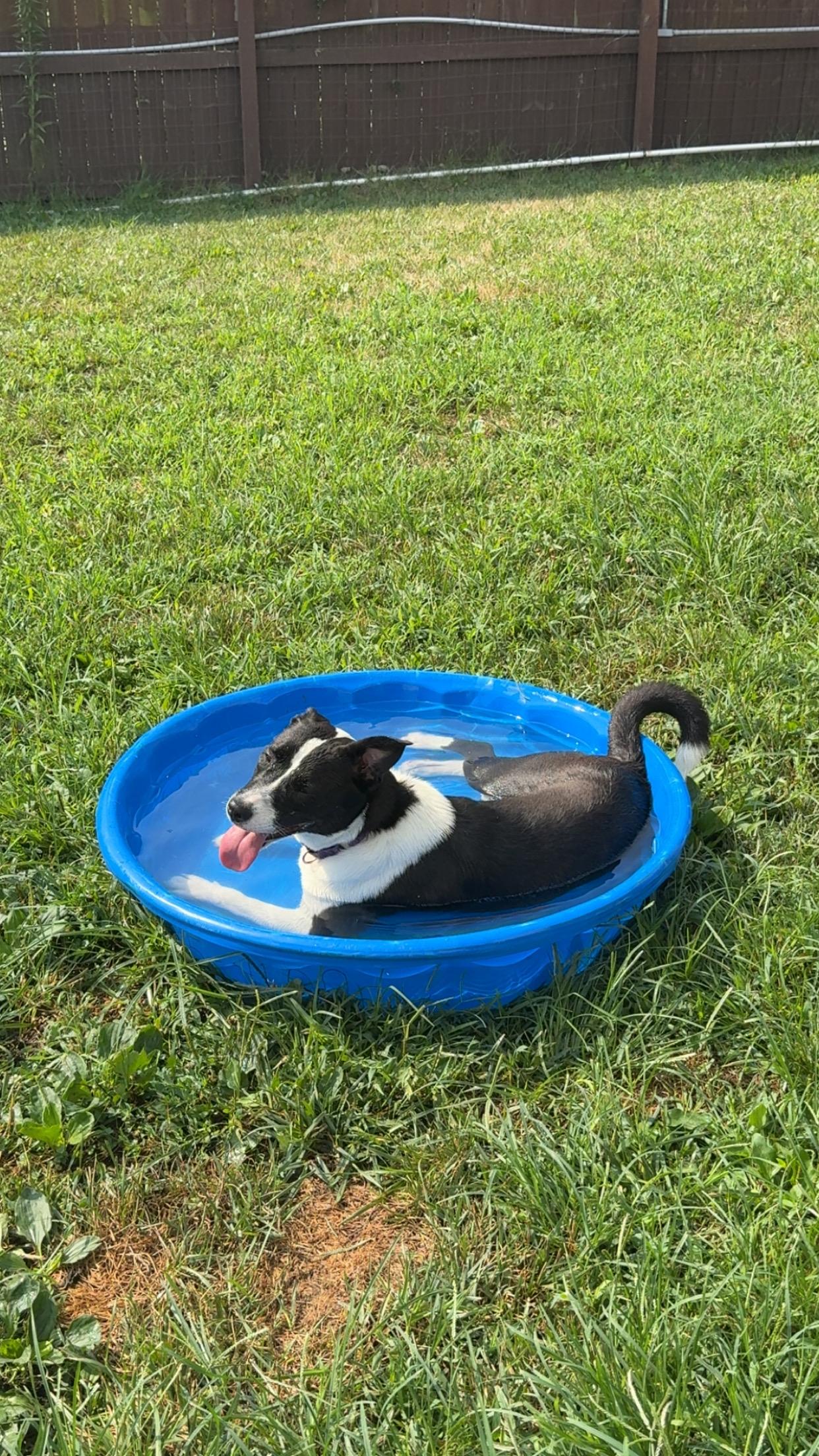 Thea, an adoptable mixed breed in Monroe, OH image 5/5