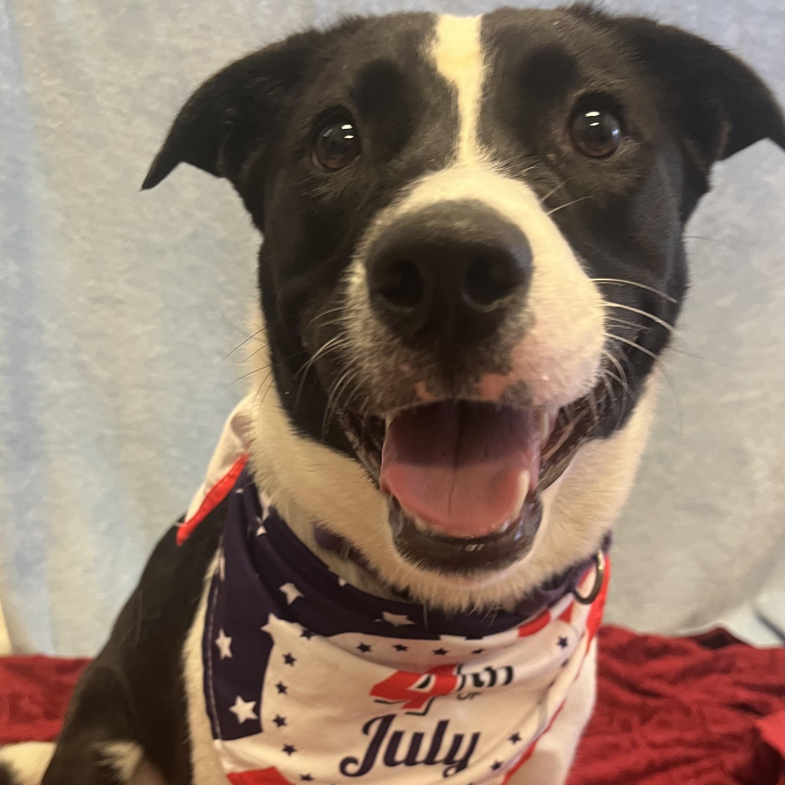 Thea, an adoptable mixed breed in Monroe, OH image 5/6