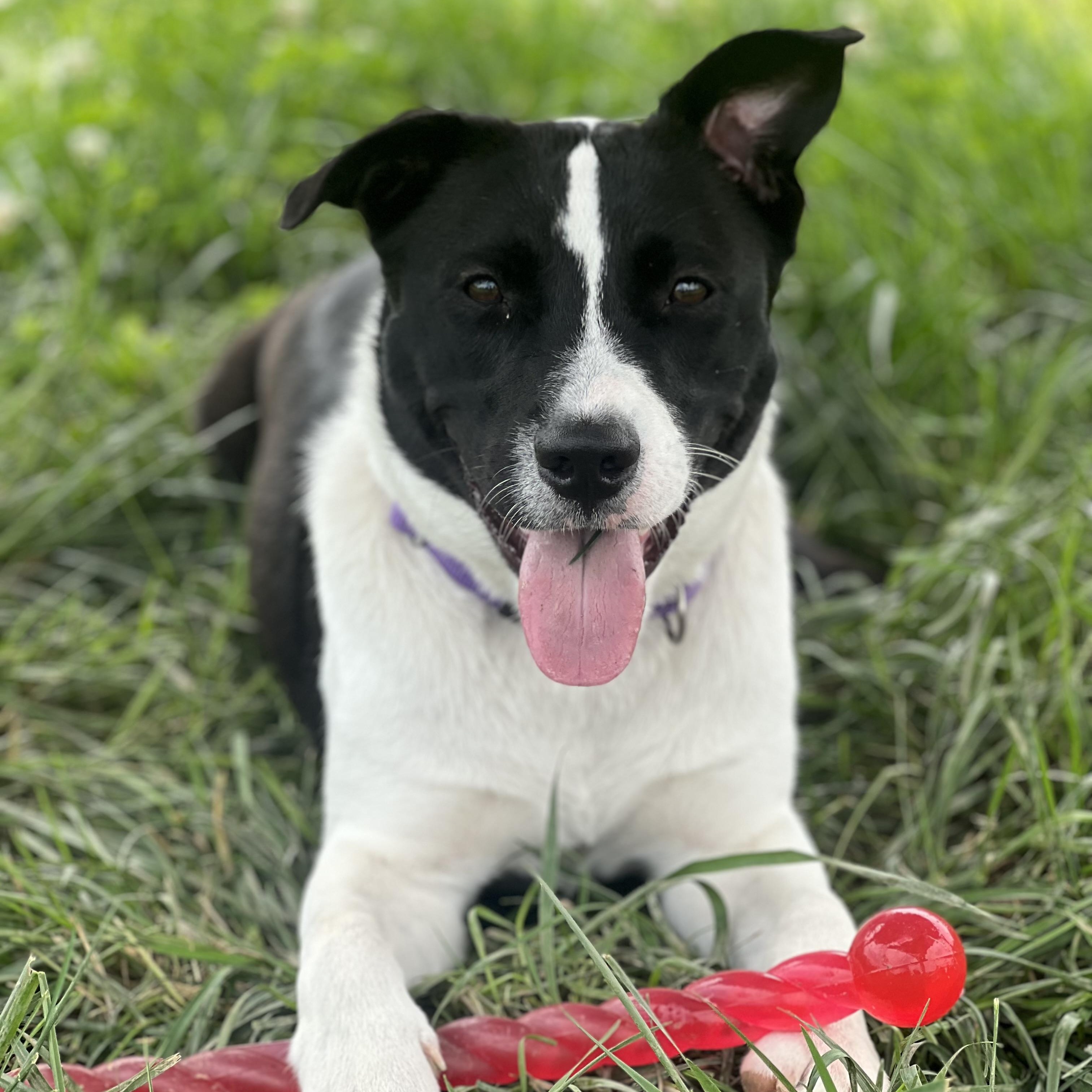 Thea, Adoptable, Young Female Border Collie.