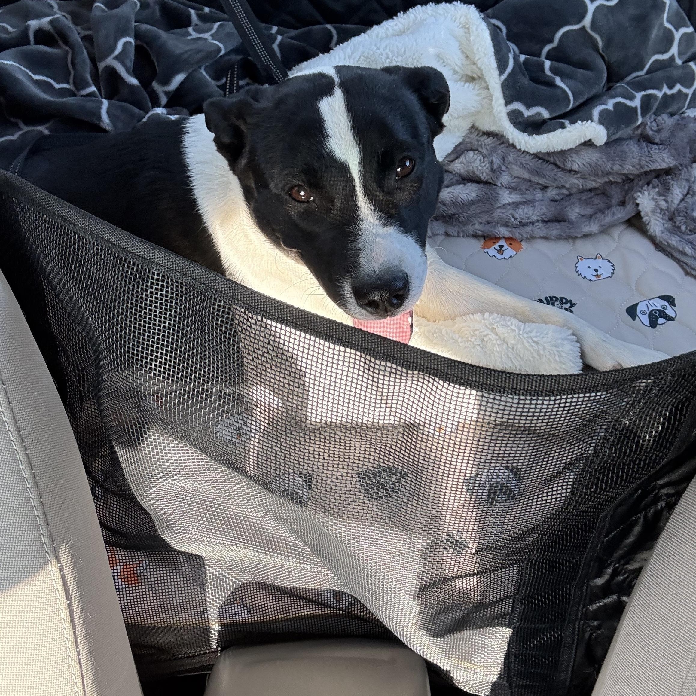 Enlarge Thea, a ADOPTABLE mixed breed in Monroe, OH image 2/3