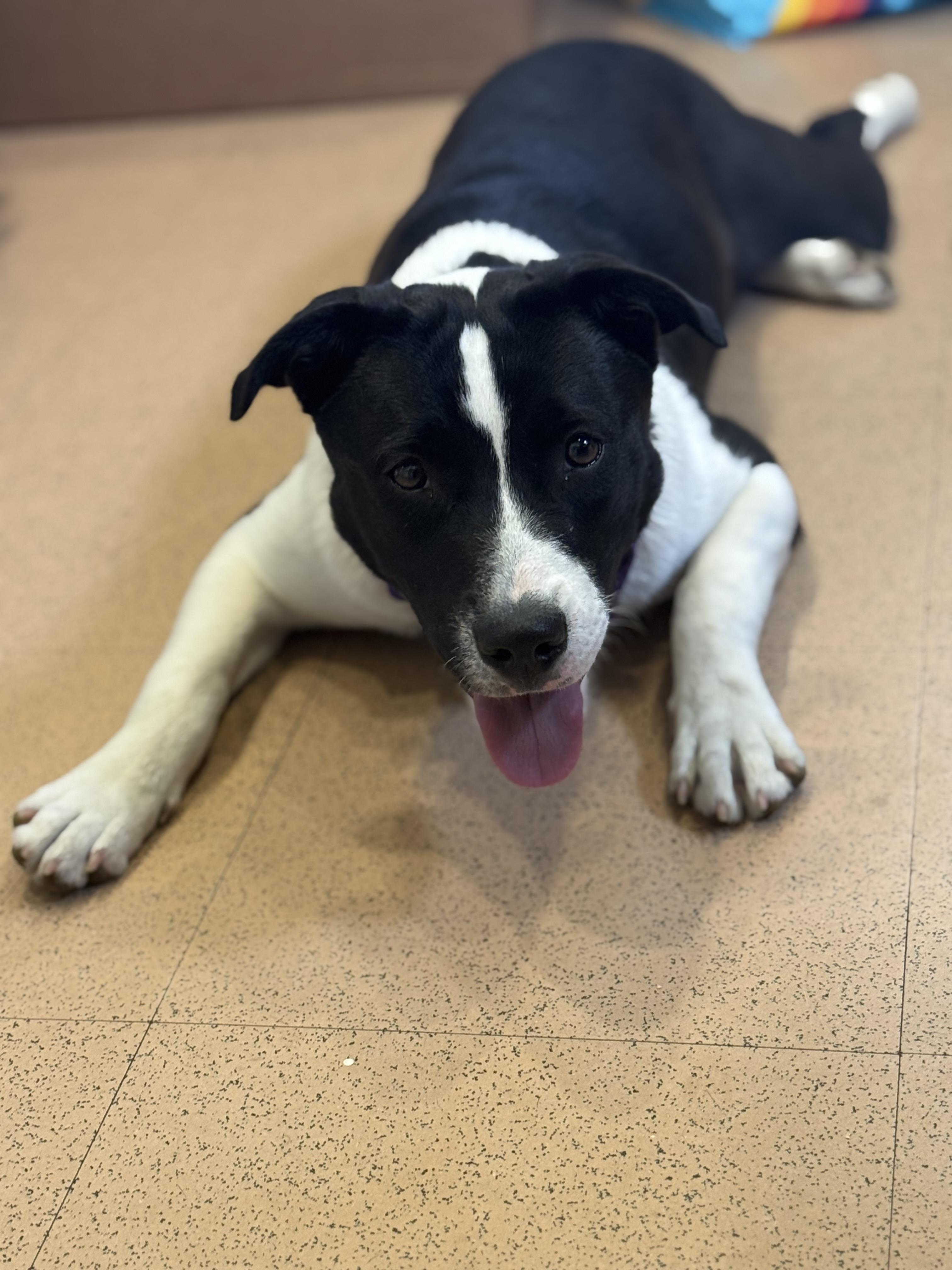 Enlarge Thea, a ADOPTABLE mixed breed in Monroe, OH image 3/3