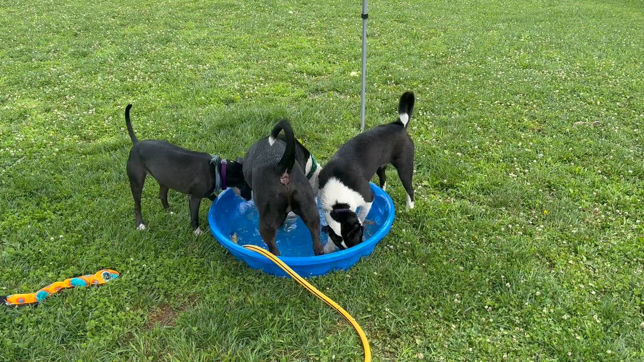 Enlarge Thea, an adoptable mixed breed in Monroe, OH video 4/6