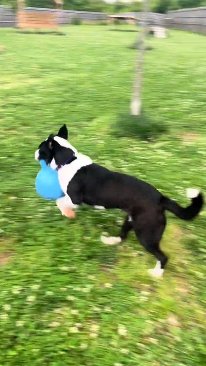 Enlarge Thea, an adoptable mixed breed in Monroe, OH video 5/5