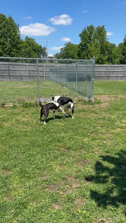 Enlarge Thea, a ADOPTABLE mixed breed in Monroe, OH video 5/6