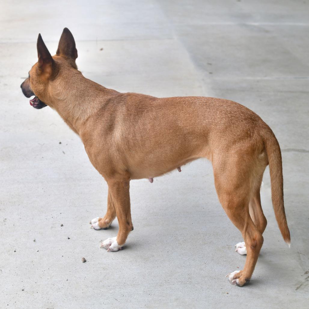 Cocoa, Adoptable, Adult Female Mixed Breed.