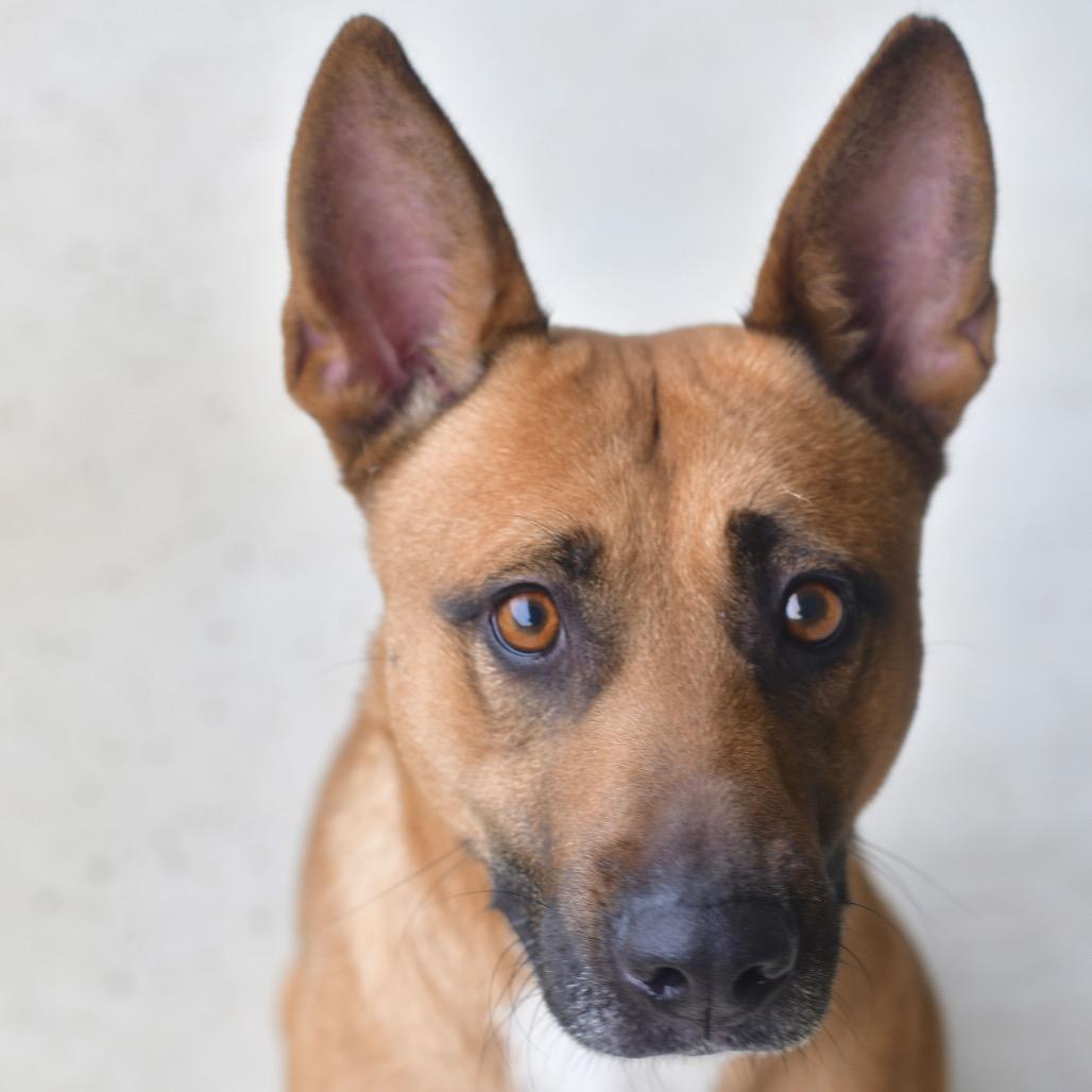 Cocoa, a Adoptable Mixed Breed in Ottawa, KS image 2/2