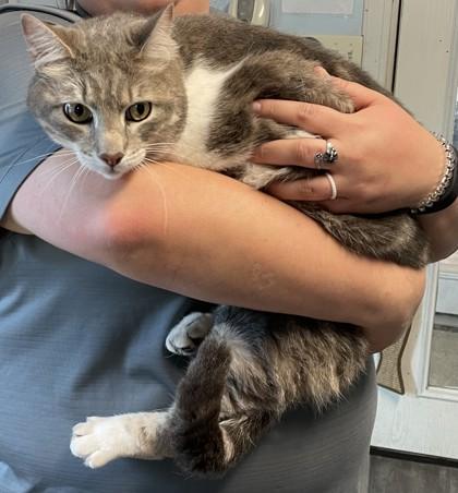 Hoisin (Simon), Adoptable, Young Male Domestic Short Hair & Domestic Short Hair.