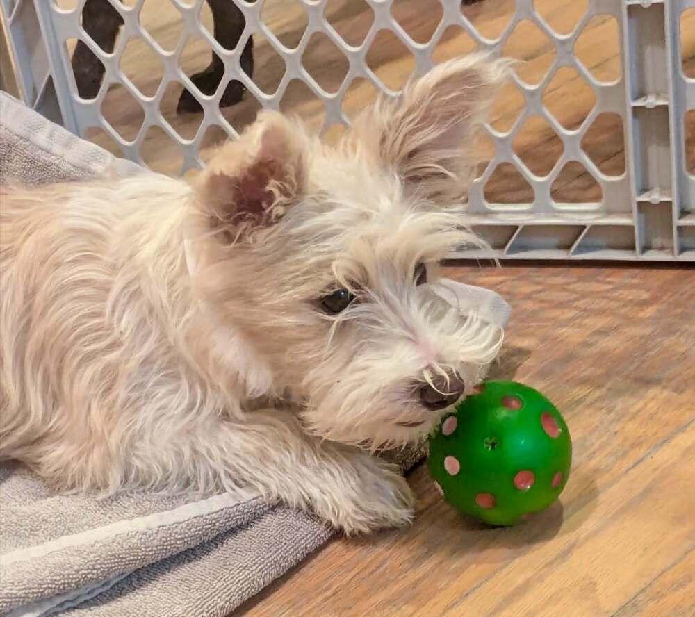 Enlarge Loki, a Adoptable mixed breed in Boulder, CO image 1/5