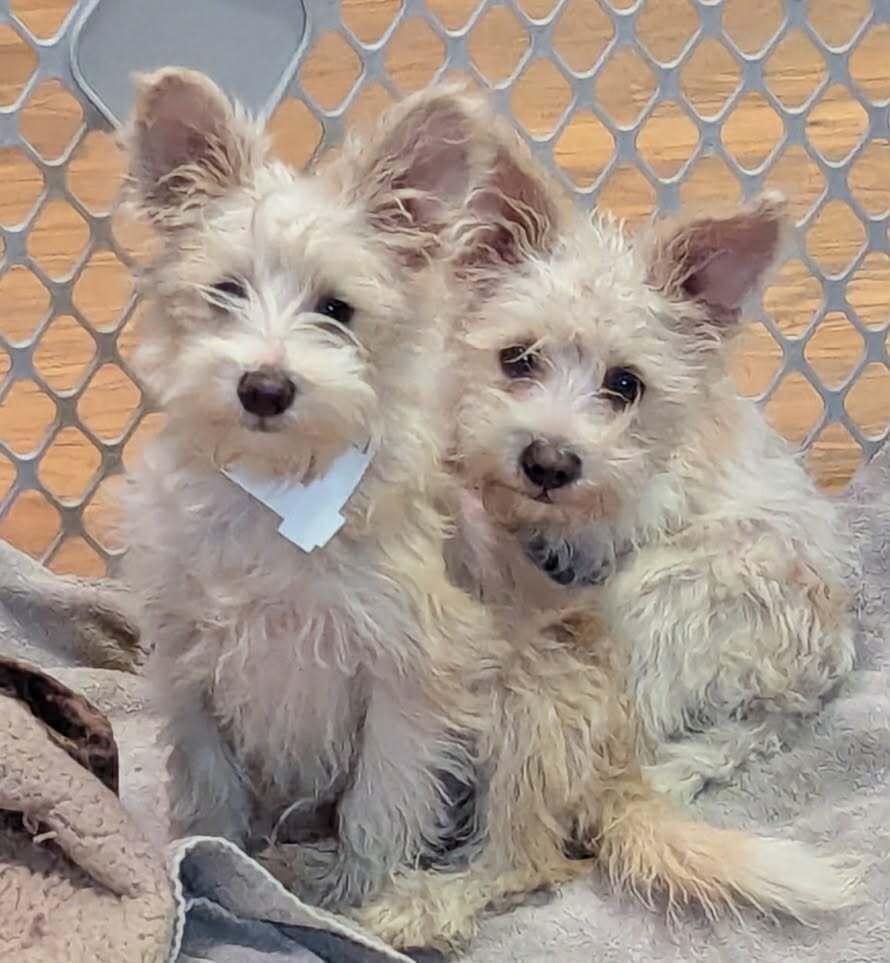 Enlarge Loki, a Adoptable mixed breed in Boulder, CO image 2/5