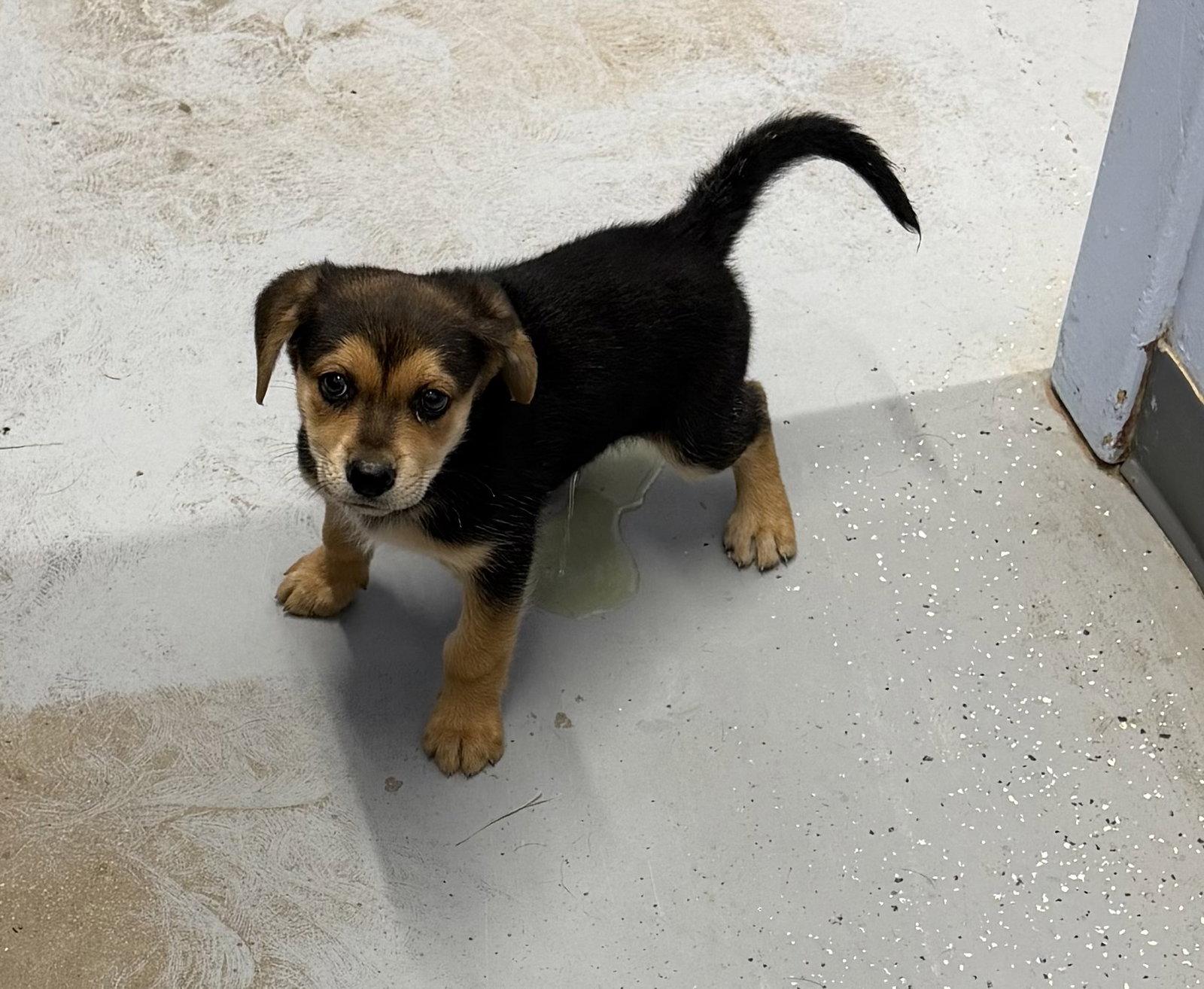 Ghost, Adopted, Young Male German Shepherd Dog & Hound.