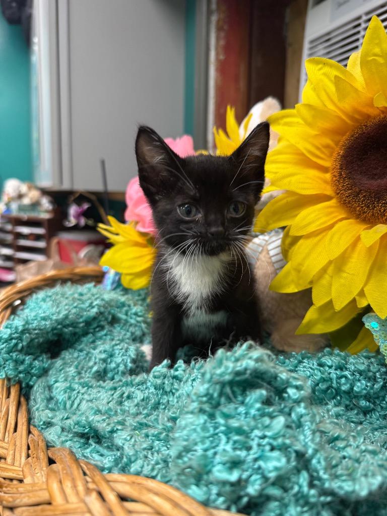 Merry, Adoptable, Kitten Female Domestic Short Hair.