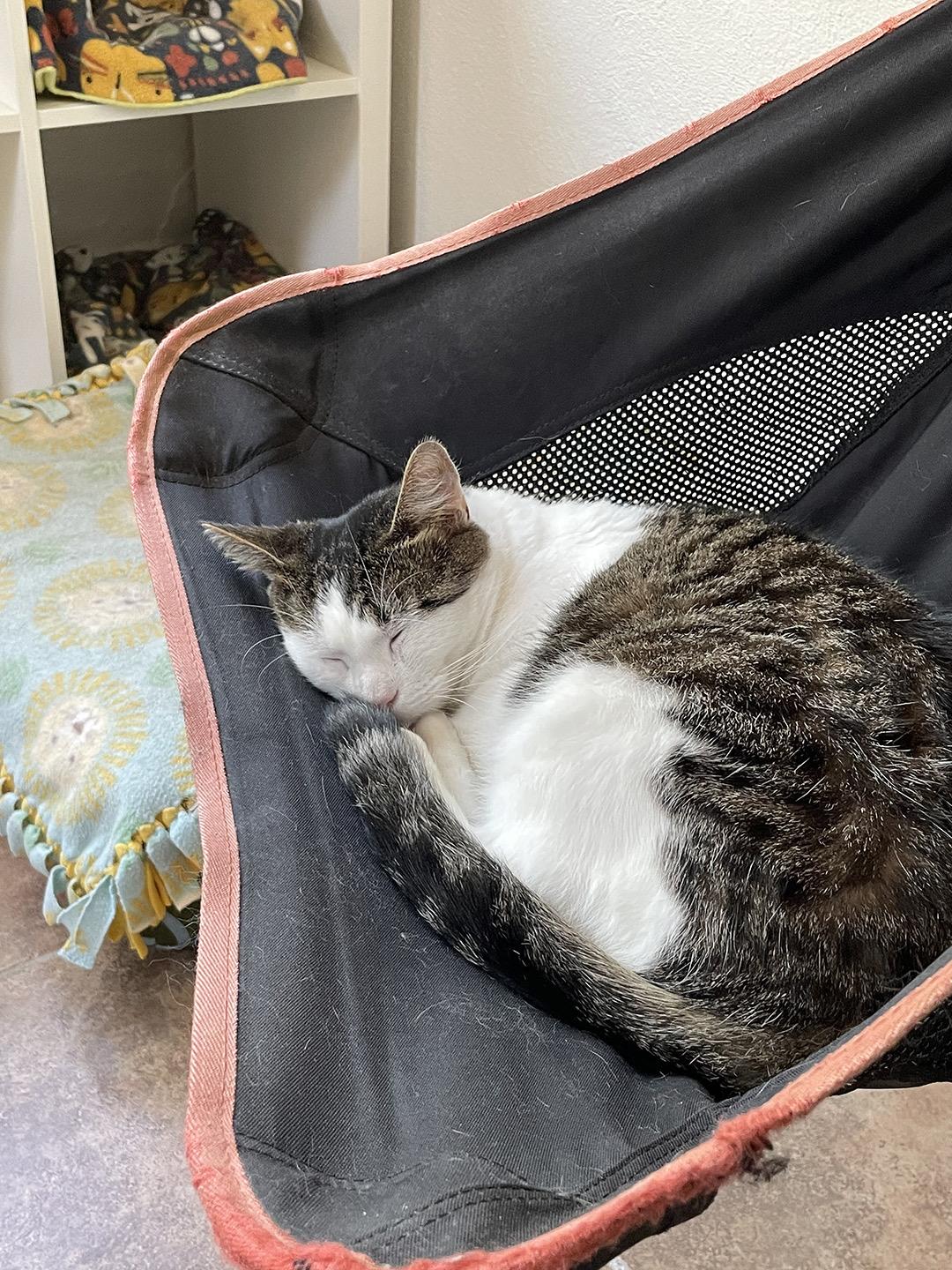 Enlarge Briar Beaumont, an adopted Domestic Short Hair in Philadelphia, PA image 5/6