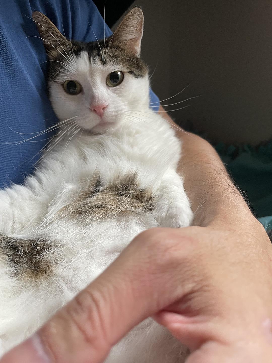 Enlarge Briar Beaumont, an adopted Domestic Short Hair in Philadelphia, PA image 3/6