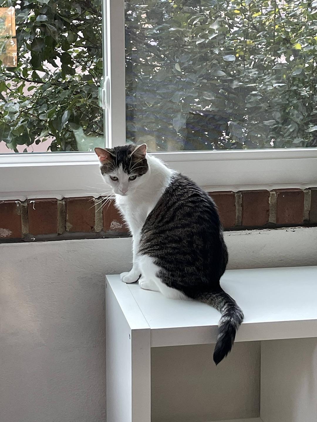 Enlarge Briar Beaumont, an adopted Domestic Short Hair in Philadelphia, PA image 4/6