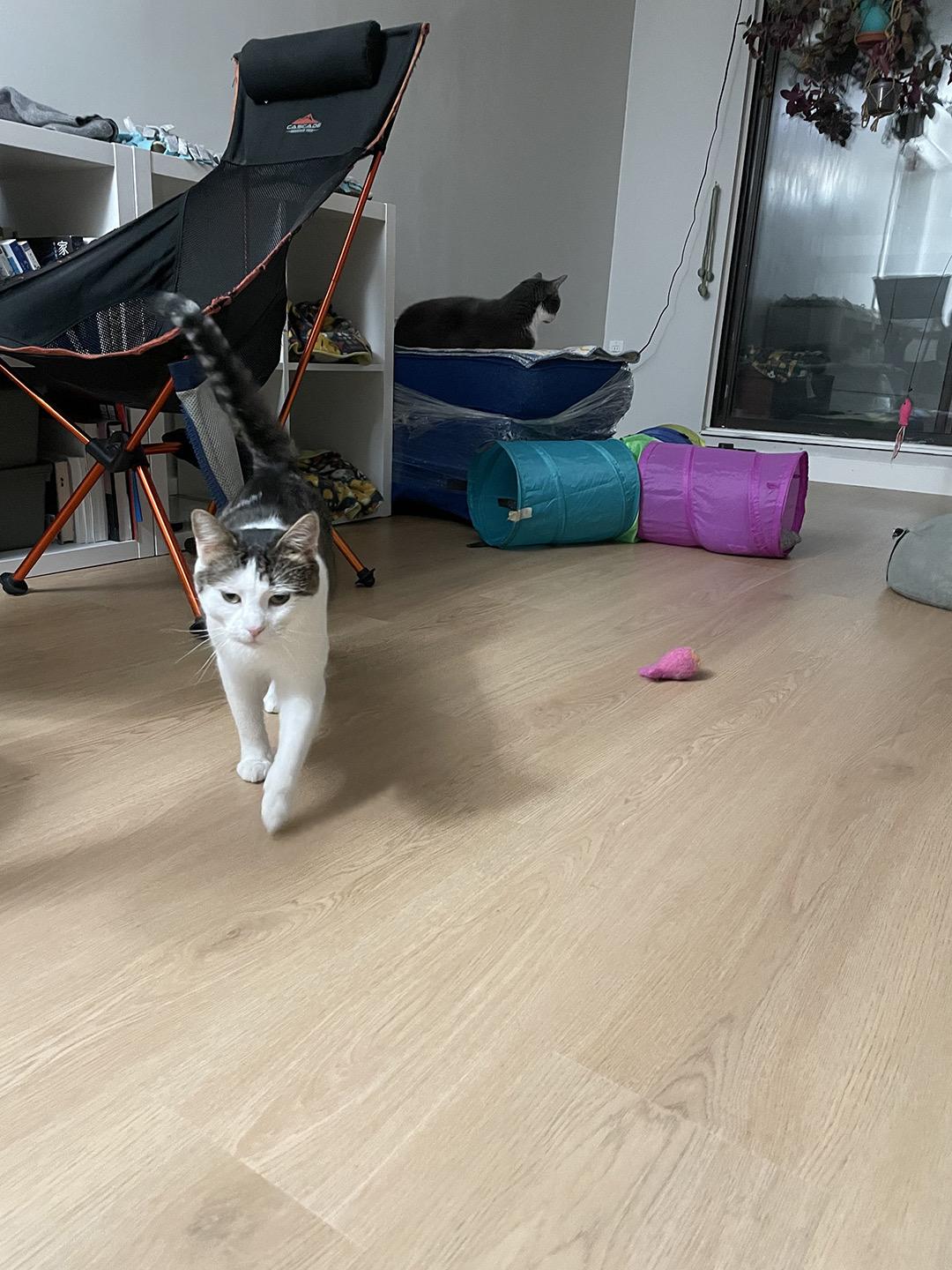 Briar Beaumont, adopted, Young Female Domestic Short Hair.