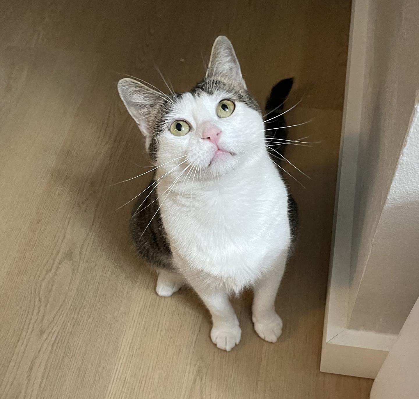Enlarge Briar Beaumont, an adopted Domestic Short Hair in Philadelphia, PA image 6/6