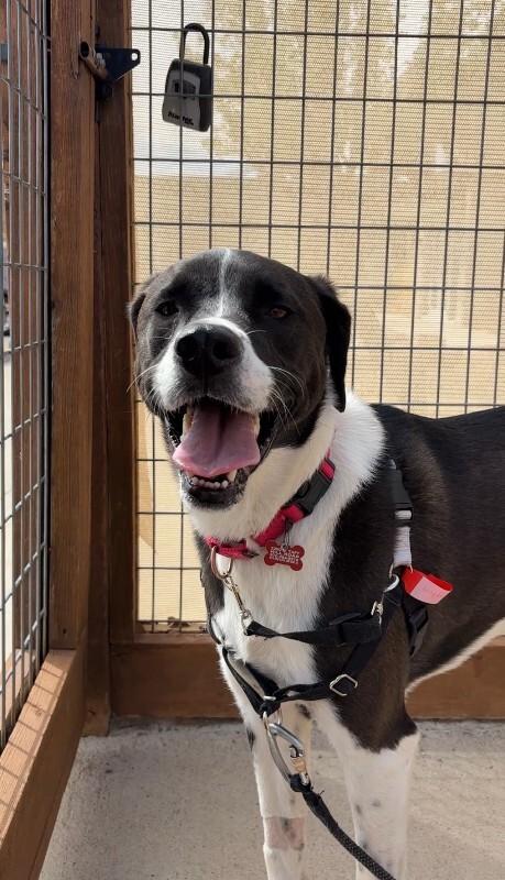 Enlarge Harrington, a Adoptable mixed breed in Fort Collins, CO image 2/6