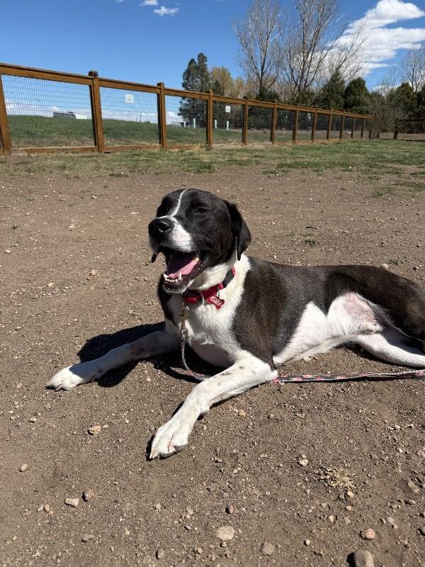 Enlarge Harrington, a Adoptable mixed breed in Fort Collins, CO image 3/6