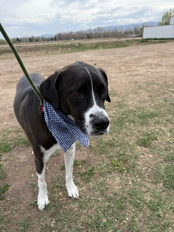 Enlarge Harrington, a Adoptable mixed breed in Fort Collins, CO image 4/6