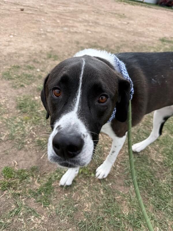 Enlarge Harrington, a Adoptable mixed breed in Fort Collins, CO image 5/6