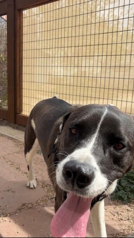 Enlarge Harrington, a Adoptable mixed breed in Fort Collins, CO image 6/6