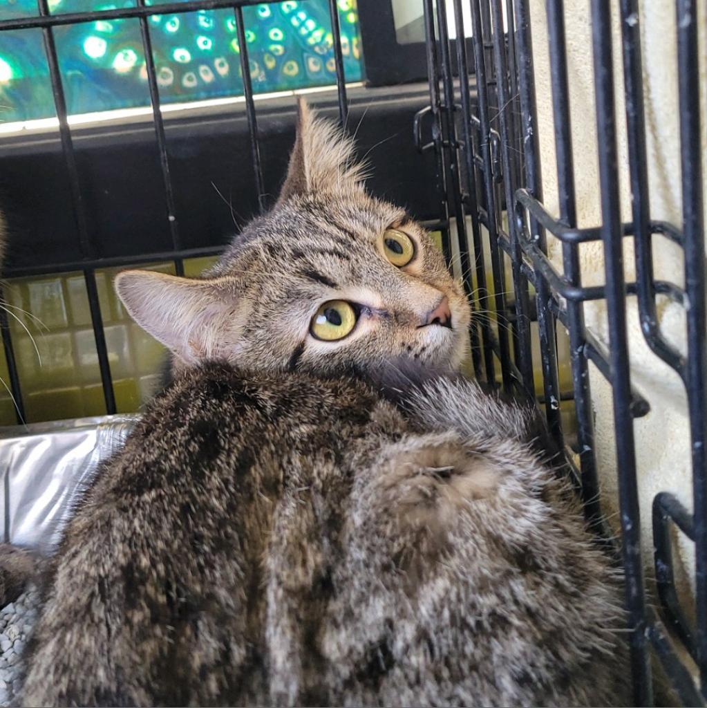 Tomiko — thumbnail 2