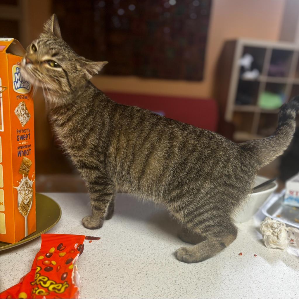 Tomiko — thumbnail 3