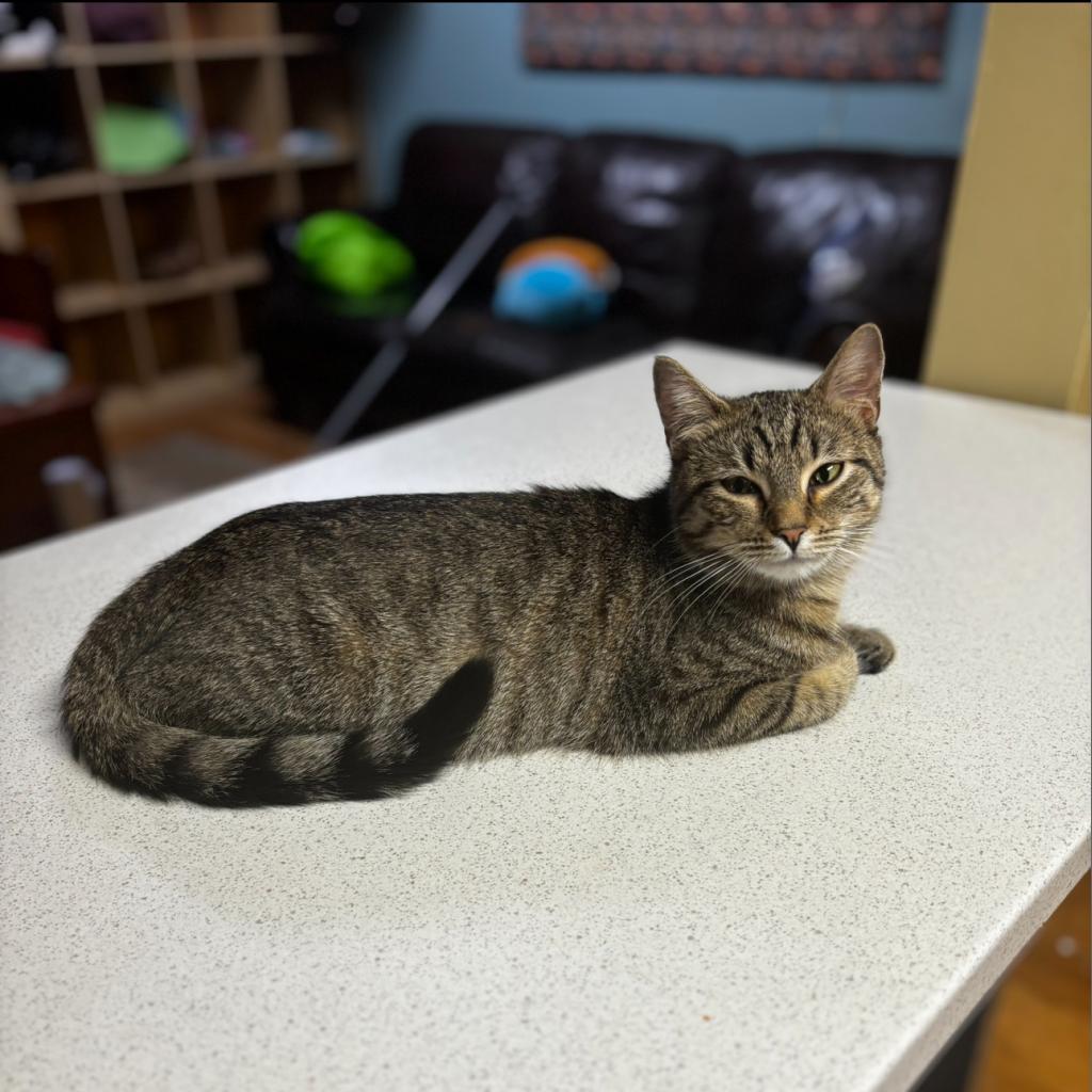 Tomiko — thumbnail 4