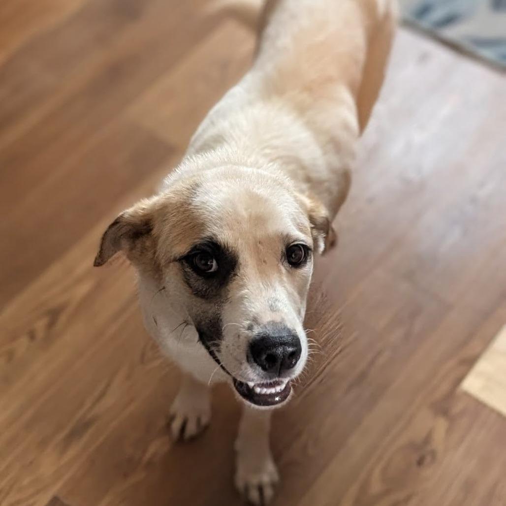 Twyla, Adoptable, Young Female Great Pyrenees.