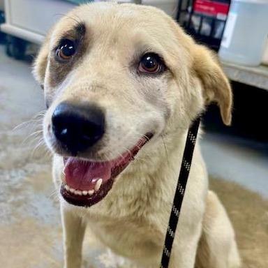Twyla, a Adoptable Great Pyrenees in Raleigh, NC image 2/6