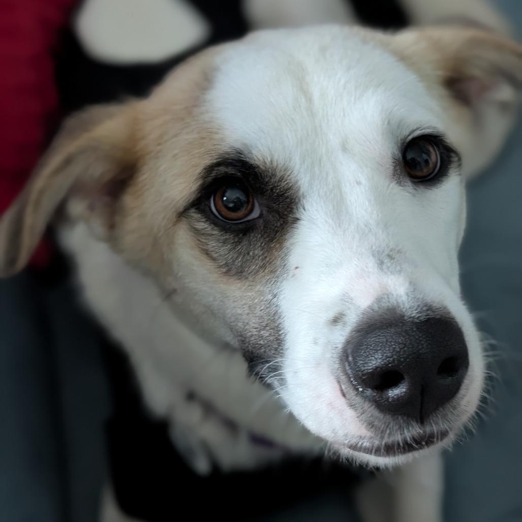 Twyla, a Adoptable Great Pyrenees in Raleigh, NC image 3/6
