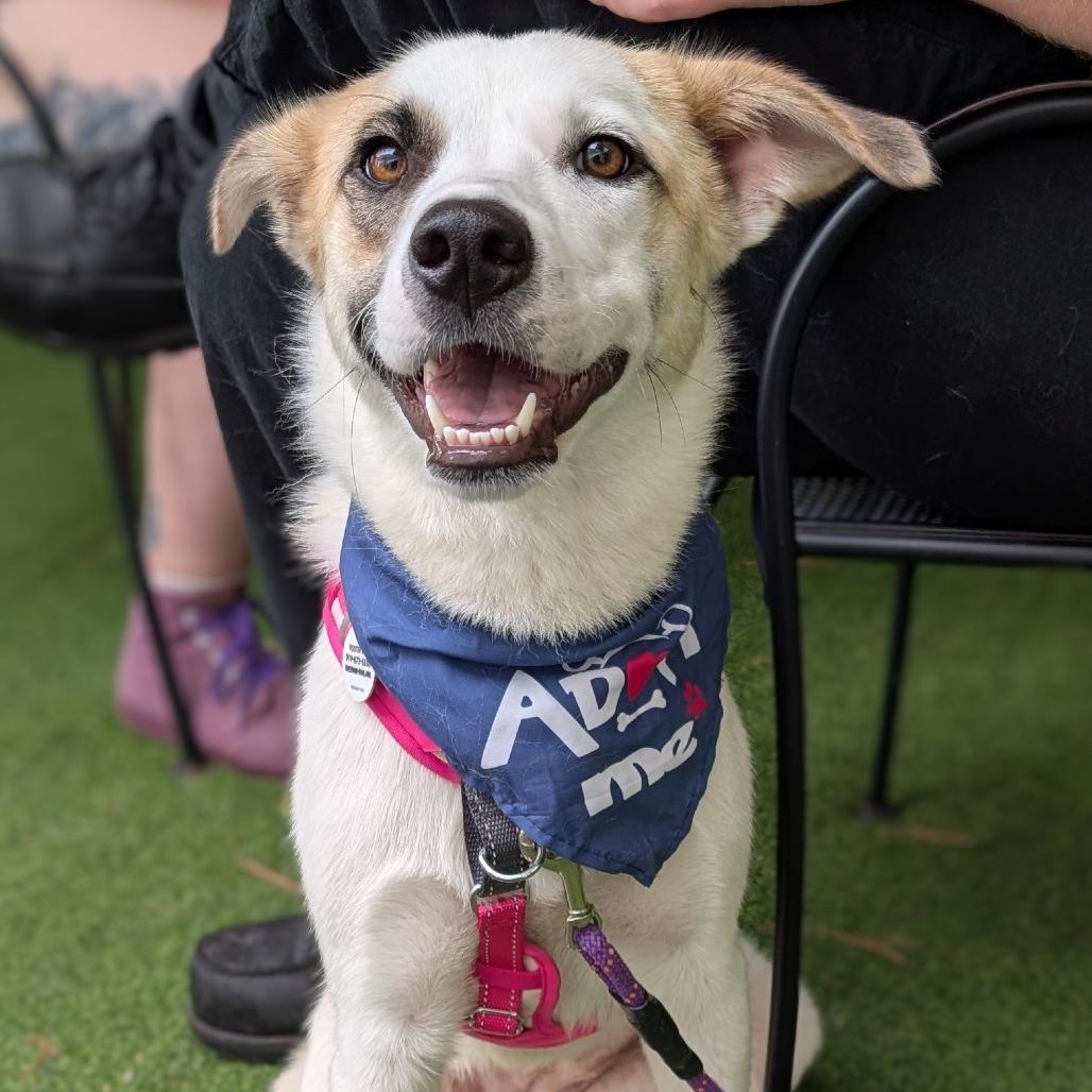 Twyla, a Adoptable Great Pyrenees in Raleigh, NC image 4/6