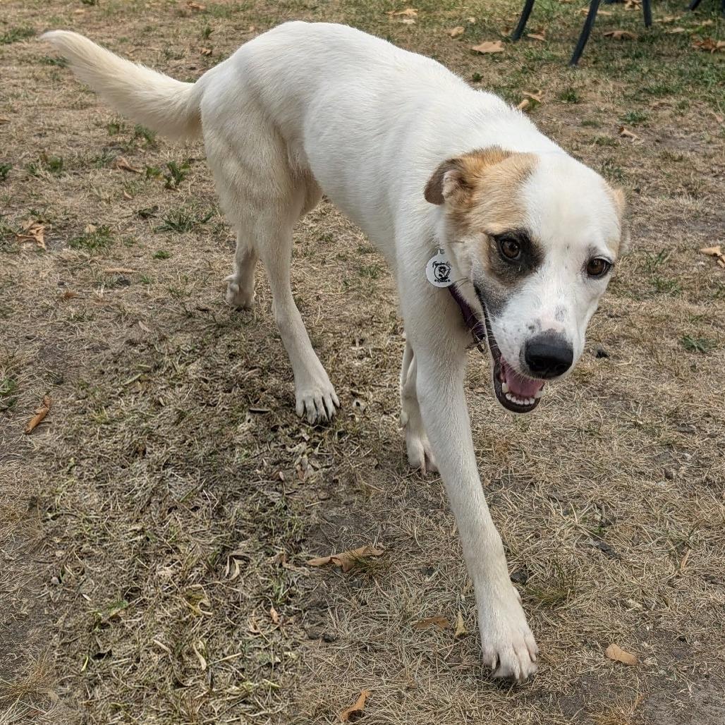 Twyla, a Adoptable Great Pyrenees in Raleigh, NC image 5/6