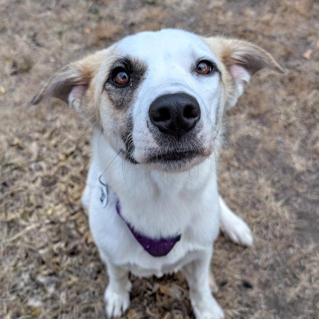 Twyla, a Adoptable Great Pyrenees in Raleigh, NC image 6/6