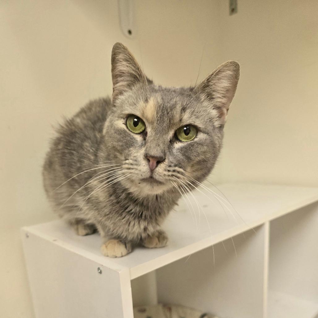 Enlarge Kit, a Adoptable Domestic Short Hair in Huntsville, AL image 1/2