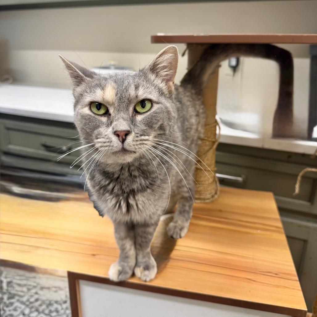 Enlarge Kit, a Adoptable Domestic Short Hair in Huntsville, AL image 2/2